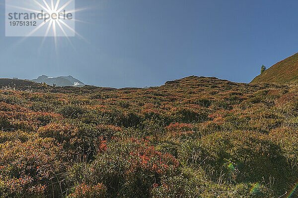 Herbstlich rot gefärbte Alpen-Bärentraube (Arctostaphylos alpinus)  Heidekrautgewächs  Zwergstrauch  alpine Vegetation auf 2.000 Höhe  alpine Gebirgslandschaft  Gegenlicht  blauer Himmel  Zillertaler Alpen  Tirol  Österreich  Europa