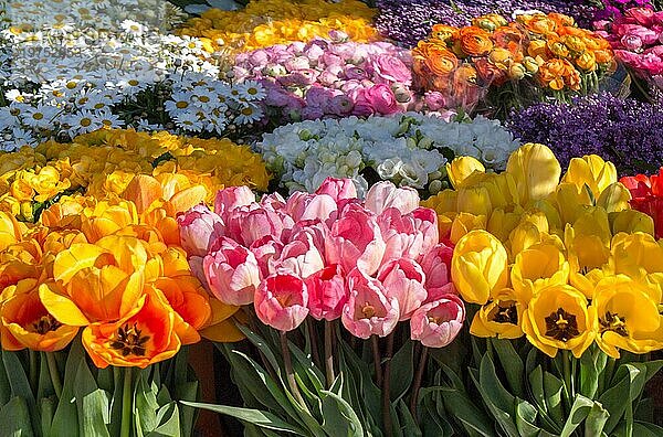 Schöne Tulpe Blumen für Postkarte Schönheit Design. Tulpe Tapete. Tulpe Design.  Tulpen auf einem weißen Hintergrund. Isolate Banner. copyspace