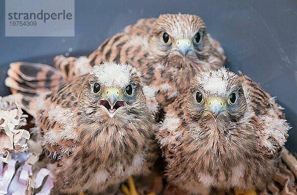 Drei aus dem Nest gestürzte junge Turmfalken (Falco tinnunculus)  3 Nestlinge mit Flaum-Federn  ein Küken mit offenem Schnabel  Blick in die Kamera  Handaufzucht von Wildtieren  Tierrettung in Aufzuchtstation  Niedersachsen  Deutschland  Europa