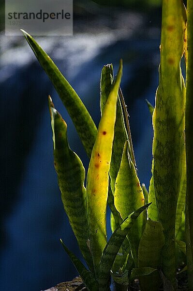 Aloa Vera Pflanze im sonnigen Gegenlicht  Flora  Pflanze  Dekoration  Vegetation  Tropen  tropisch