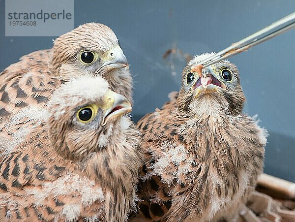 Drei aus dem Nest gestürzte junge Turmfalken (Falco tinnunculus)  3 Nestlinge mit Flaum-Federn  Küken werden von einem Menschen mithilfe einer Pinzette gefüttert  aufgesperrter Schnabel  Handaufzucht von Wildtieren  Tierrettung in Aufzuchtstation  Niedersachsen  Deutschland  Europa