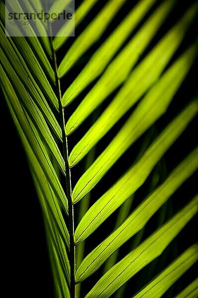 Palmenblatt im Sonnenlicht  Pflanze  Palme  Detail  Struktur  Textur  Flora  Licht  Lichtspiel  Gegenlicht  leuchtend