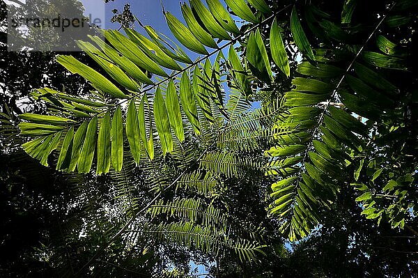 Farnblatt  Flora  Pflanze  grün  im Gegenlicht im tropischen Regenwald  Queensland  Australien  Ozeanien