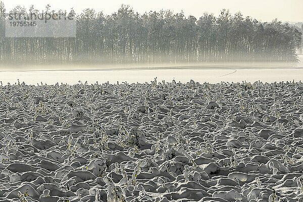 Verschneite Ackerflächen mit Pflanzen unter Schnee in Morgenstimmung mit vielen unebenen  unregelmäßigen Schattenstrukturen im Gegenlicht und mit Morgennebel  Ingerkingen  Baden-Württemberg  Deutschland  Europa