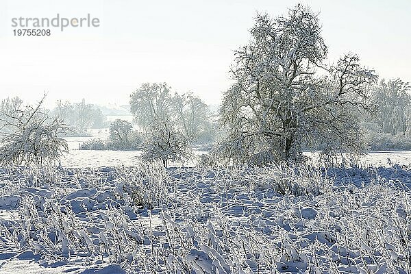 Verschneites Ackerfeld mit Pflanzen unter dem Schnee in Morgenstimmung mit vielen unebenen  unregelmäßigen Schattenstrukturen im Gegenlicht und bei Morgennebel und im Hintergrund hängende Bäume mit Ästen unter dem Schnee  Ingerkingen  Baden-Württemberg  Deutschland  Europa