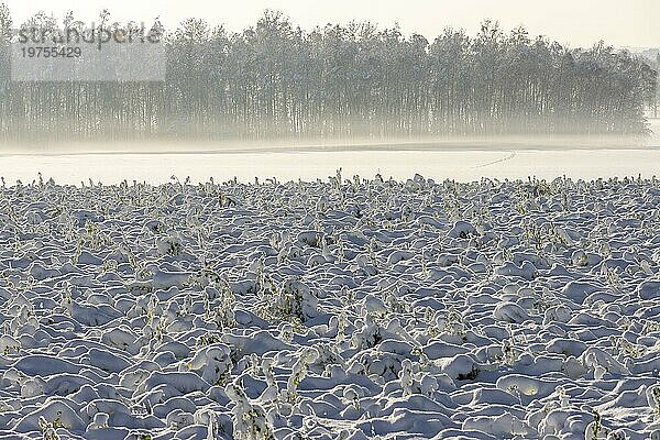 Verschneite Ackerflächen mit Pflanzen unter Schnee in Morgenstimmung mit vielen unebenen  unregelmäßigen Schattenstrukturen im Gegenlicht und mit Morgennebel  Ingerkingen  Baden-Württemberg  Deutschland  Europa