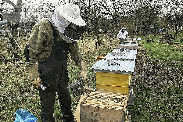 Bienenstöcke  Imker beruhigt Honigbienen (Apis) mit Smoker im Bienenkasten  Baden-Württemberg  Deutschland  Europa
