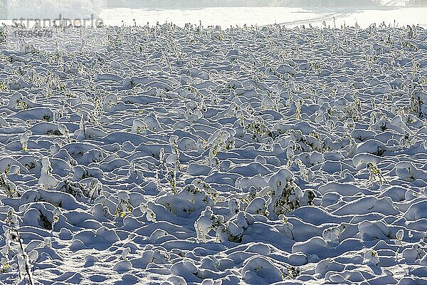 Verschneite Ackerflächen mit Pflanzen unter Schnee in Morgenstimmung mit vielen unebenen  unregelmäßigen Schattenstrukturen im Gegenlicht und mit Morgennebel  Ingerkingen  Baden-Württemberg  Deutschland  Europa