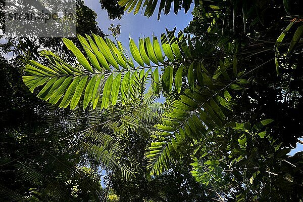 Farnblatt  Flora  Pflanze  grün  im Gegenlicht im tropischen Regenwald  Queensland  Australien  Ozeanien