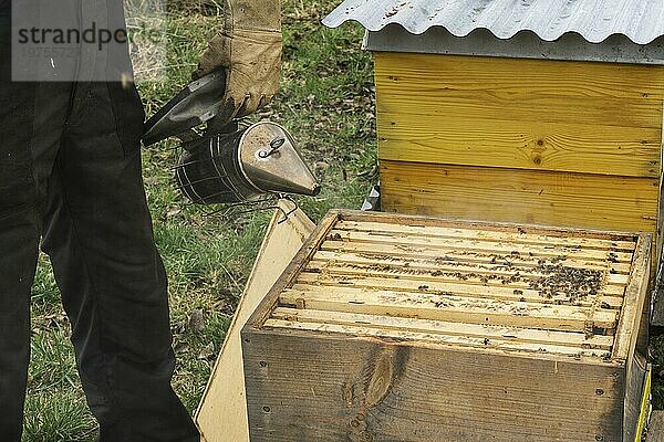 Imker beruhigt Honigbienen (Apis) mit Smoker im Bienenkasten  Baden-Württemberg  Deutschland  Europa