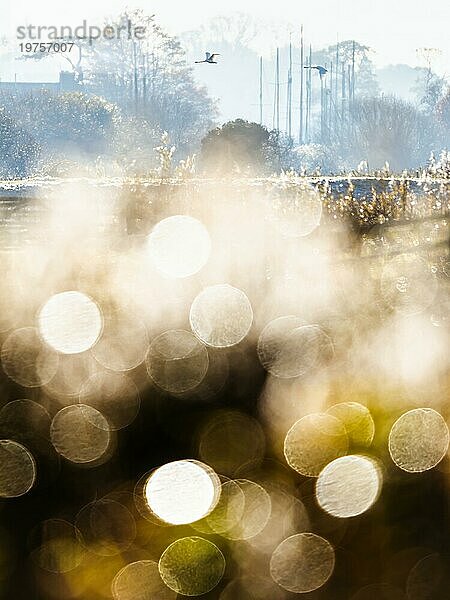 Höckerschwan (Cygnus olor) im Flug  Vögel im Bokeh über Sümpfen im Winterlicht