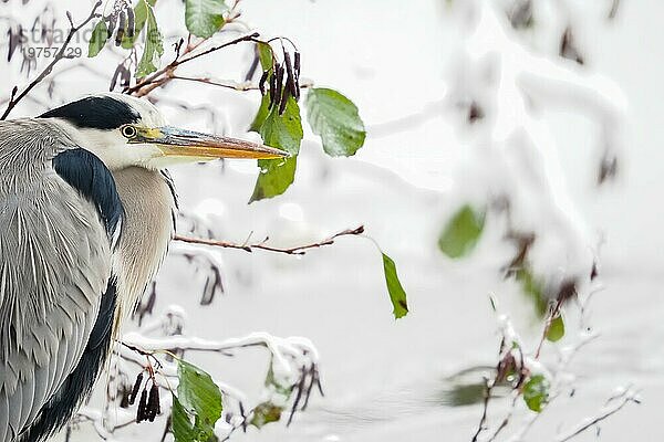 Graureiher (Ardea cinerea)  Tierporträt  im Hintergrund letzte herbstlich verfärbte Blätter  Hessen  Deutschland  Europa