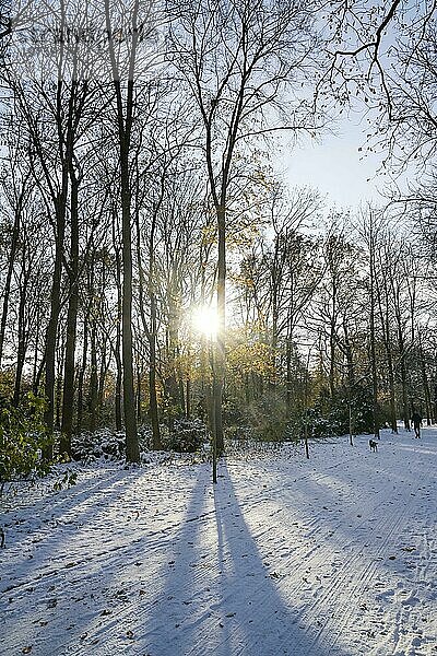 Winter  Schnee  Park  Großer Tiergarten  Tiergarten  Mitte  Berlin  Deutschland  Europa