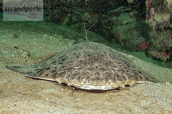 Frontalaufnahme von Atlantischer Engelhai (Squatina squatina) liegt auf sandiger Meeresboden in Schatten von Riffwand Felsenriff  Ostatlantik  Fuerteventura  Kanarische Inseln  Spanien  Europa