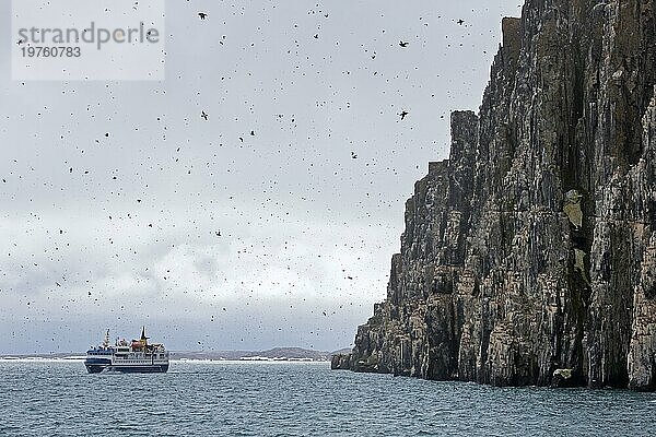 Alkefjellet  Seeklippe  die eine Seevogelkolonie von Dickschnabellummen (Uria lomvia) und Trottellummen bei Hinlopenstretet beherbergt  Svalbard  Norwegen  Europa