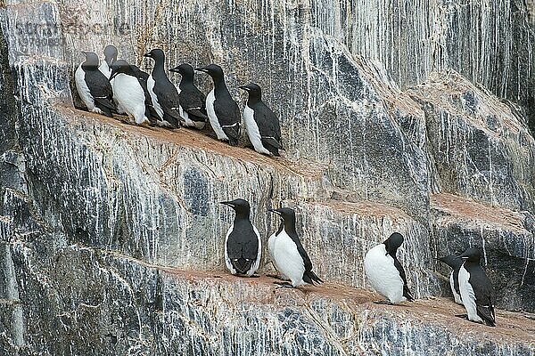 Dickschnabellummen (Uria lomvia)  Trottellummen auf einem Felsvorsprung in einer Seevogelkolonie  Alkefjellet  Hinlopenstraße  Svalbard  Norwegen  Europa