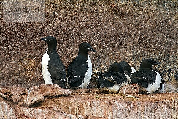 Dickschnabellummen (Uria lomvia) und Trottellummen beim Brüten auf einem Felsvorsprung in einer Seevogelkolonie  Alkefjellet  Hinlopenstraße  Svalbard  Norwegen  Europa