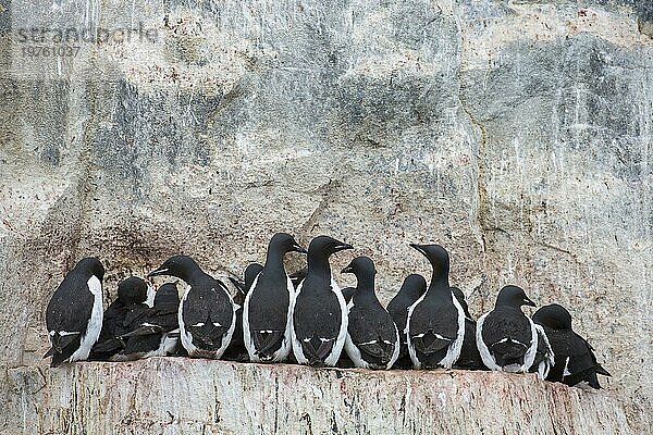 Dickschnabellummen (Uria lomvia)  Trottellummen auf einem Felsvorsprung in einer Seevogelkolonie  Alkefjellet  Hinlopenstraße  Svalbard  Norwegen  Europa