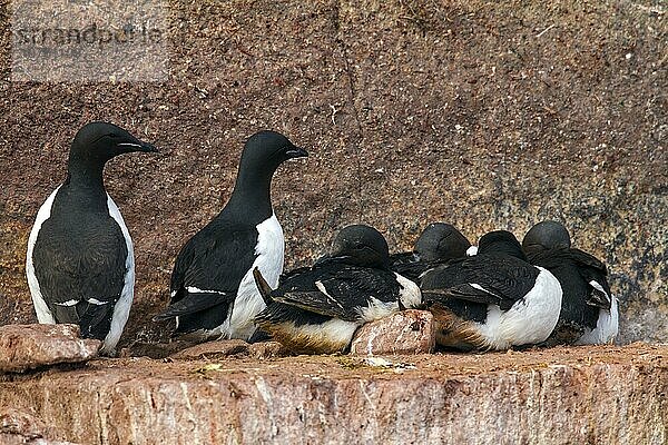 Dickschnabellummen (Uria lomvia) und Trottellummen beim Brüten auf einem Felsvorsprung in einer Seevogelkolonie  Alkefjellet  Hinlopenstraße  Svalbard  Norwegen  Europa