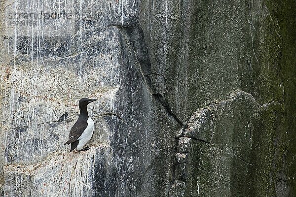 Dickschnabellumme (Uria lomvia)  Brünnichgans auf Felsvorsprung in Seeklippe in Seevogelkolonie  Alkefjellet  Hinlopenstraße  Spitzbergen  Norwegen  Europa