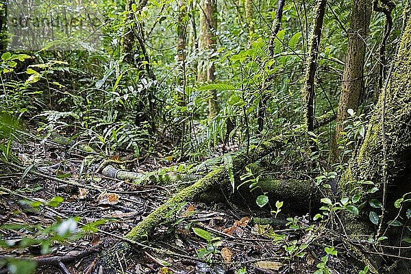 Üppige Vegetation im tropischen Regenwald des Ranomafana Nationalparks  Haute Matsiatra  Madagaskar  Südostafrika  Afrika