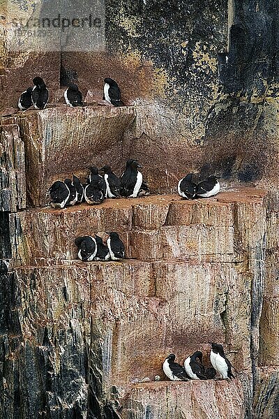 Dickschnabellummen (Uria lomvia) und Trottellummen beim Brüten auf einem Felsvorsprung in einer Seevogelkolonie  Alkefjellet  Hinlopenstraße  Svalbard  Norwegen  Europa