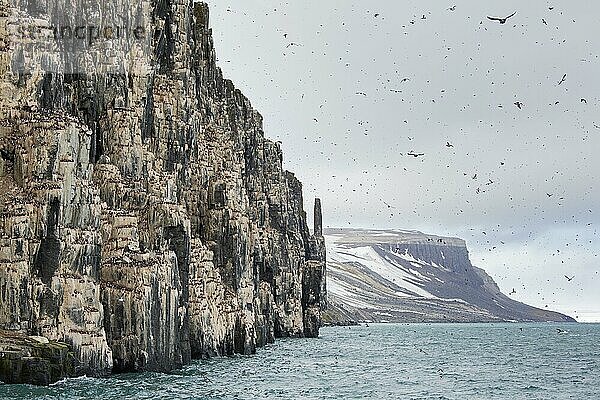 Alkefjellet  Seeklippe  die eine Seevogelkolonie von Dickschnabellummen (Uria lomvia) und Trottellummen bei Hinlopenstretet beherbergt  Svalbard  Norwegen  Europa