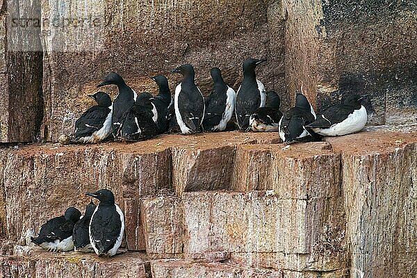 Dickschnabellummen (Uria lomvia) und Trottellummen beim Brüten auf einem Felsvorsprung in einer Seevogelkolonie  Alkefjellet  Hinlopenstraße  Svalbard  Norwegen  Europa