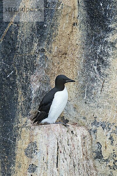 Dickschnabellumme (Uria lomvia)  Brünnichgans auf Felsvorsprung in Seeklippe in Seevogelkolonie  Alkefjellet  Hinlopenstraße  Spitzbergen  Norwegen  Europa