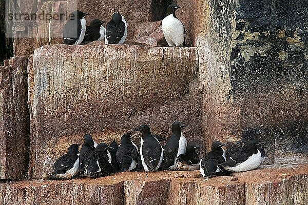 Dickschnabellummen (Uria lomvia) und Trottellummen beim Brüten auf einem Felsvorsprung in einer Seevogelkolonie  Alkefjellet  Hinlopenstraße  Svalbard  Norwegen  Europa