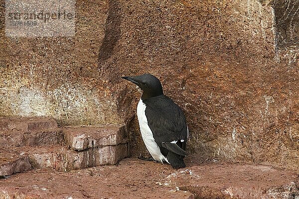 Dickschnabellumme (Uria lomvia)  Brünnichs Trottellumme beim Brüten auf einem Felsvorsprung in einer Seevogelkolonie  Alkefjellet  Hinlopenstraße  Svalbard  Norwegen  Europa