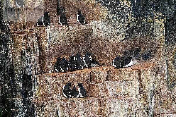 Dickschnabellummen (Uria lomvia) und Trottellummen beim Brüten auf einem Felsvorsprung in einer Seevogelkolonie  Alkefjellet  Hinlopenstraße  Svalbard  Norwegen  Europa