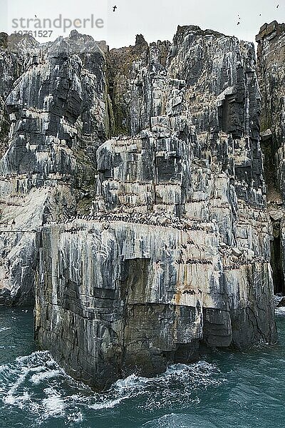 Alkefjellet  Seeklippe  die eine Seevogelkolonie von Dickschnabellummen (Uria lomvia) und Trottellummen bei Hinlopenstretet beherbergt  Svalbard  Norwegen  Europa