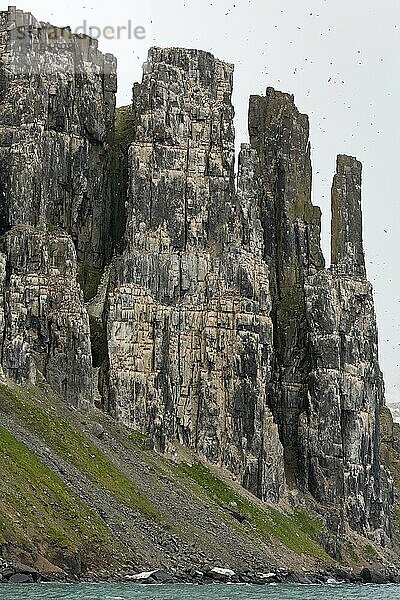 Alkefjellet  Seeklippe  die eine Seevogelkolonie von Dickschnabellummen (Uria lomvia) und Trottellummen bei Hinlopenstretet beherbergt  Svalbard  Norwegen  Europa