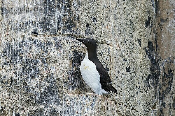 Dickschnabellumme (Uria lomvia)  Brünnichgans auf Felsvorsprung in Seeklippe in Seevogelkolonie  Alkefjellet  Hinlopenstraße  Spitzbergen  Norwegen  Europa