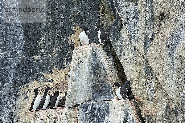 Dickschnabellummen (Uria lomvia)  Trottellummen auf einem Felsvorsprung in einer Seevogelkolonie  Alkefjellet  Hinlopenstraße  Svalbard  Norwegen  Europa