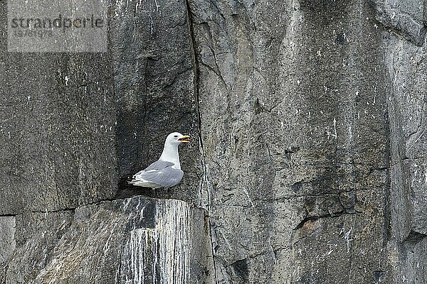 Dreizehenmöwe (Rissa tridactyla) ruft von einem Felsvorsprung in der Steilwand einer Seevogelkolonie  Svalbard  Spitzbergen  Norwegen  Europa