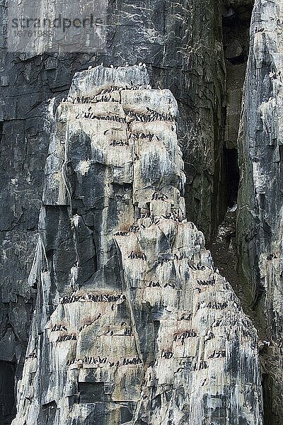 Alkefjellet  Seeklippe  die eine Seevogelkolonie von Dickschnabellummen (Uria lomvia) und Trottellummen bei Hinlopenstretet beherbergt  Svalbard  Norwegen  Europa