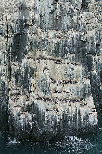 Alkefjellet  Seeklippe  die eine Seevogelkolonie von Dickschnabellummen (Uria lomvia) und Trottellummen bei Hinlopenstretet beherbergt  Svalbard  Norwegen  Europa