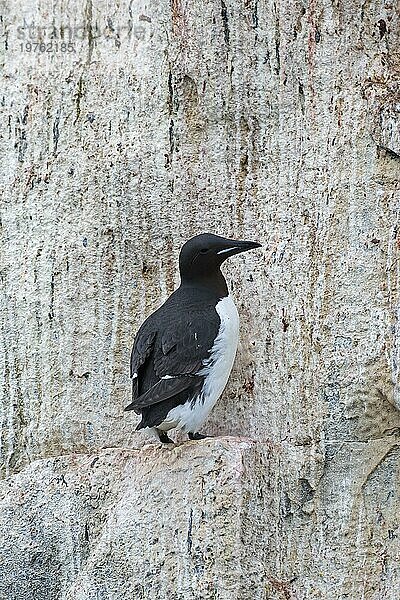 Dickschnabellumme (Uria lomvia)  Brünnichgans auf Felsvorsprung in Seeklippe in Seevogelkolonie  Alkefjellet  Hinlopenstraße  Spitzbergen  Norwegen  Europa