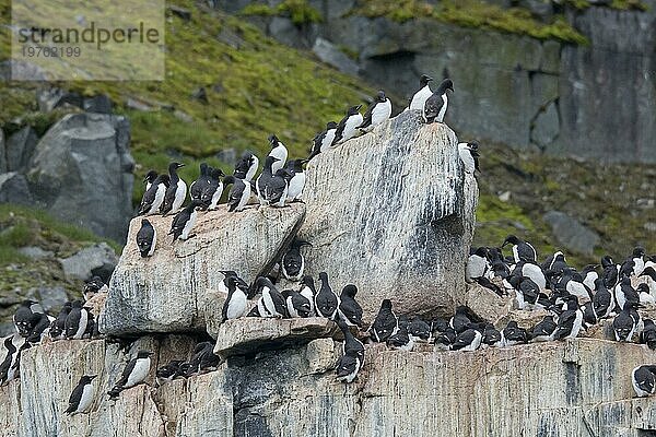 Alkefjellet  Seeklippe  die eine Seevogelkolonie von Dickschnabellummen (Uria lomvia) und Trottellummen bei Hinlopenstretet beherbergt  Svalbard  Norwegen  Europa