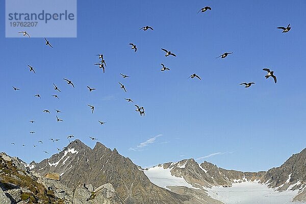 Krabbentaucher (Alle alle)  Taubenschwarm im Flug  Svalbard  Spitzbergen  Norwegen  Europa