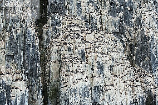 Alkefjellet  Seeklippe  die eine Seevogelkolonie von Dickschnabellummen (Uria lomvia) und Trottellummen bei Hinlopenstretet beherbergt  Svalbard  Norwegen  Europa