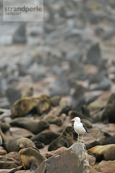 Südliche Mantelmöwe  Dominikanermöwe (Larus dominicanus)  Kelpmöwe an der Kolonie der Kappelzrobbe Südafrikanischer Seebär (Arctocephalus pusillus)  Namibia  Afrika