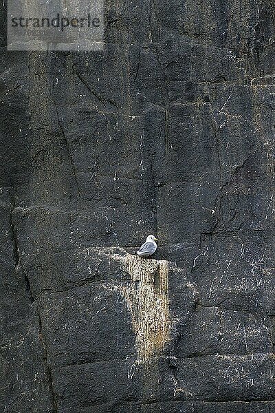 Dreizehenmöwe (Rissa tridactyla)  ruhend auf einem Felsvorsprung in einer Seeklippenwand in einer Seevogelkolonie  Spitzbergen  Norwegen  Svalbard  Europa