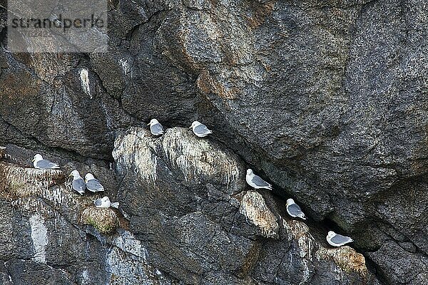 Dreizehenmöwe (Rissa tridactyla) nistet auf schmalen Felsvorsprüngen in der Steilwand einer Brutkolonie  Lofoten  Norwegen  Skandinavien  Europa