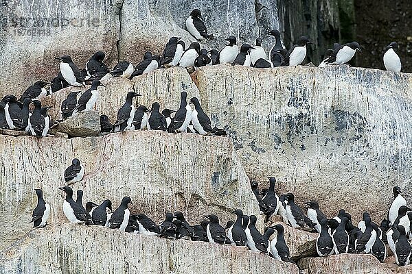 Alkefjellet  Seeklippe  die eine Seevogelkolonie von Dickschnabellummen (Uria lomvia) und Trottellummen bei Hinlopenstretet beherbergt  Svalbard  Norwegen  Europa