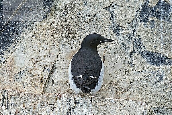 Dickschnabellumme (Uria lomvia)  Brünnichgans auf Felsvorsprung in Seeklippe in Seevogelkolonie  Alkefjellet  Hinlopenstraße  Spitzbergen  Norwegen  Europa