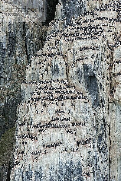 Alkefjellet  Seeklippe  die eine Seevogelkolonie von Dickschnabellummen (Uria lomvia) und Trottellummen bei Hinlopenstretet beherbergt  Svalbard  Norwegen  Europa