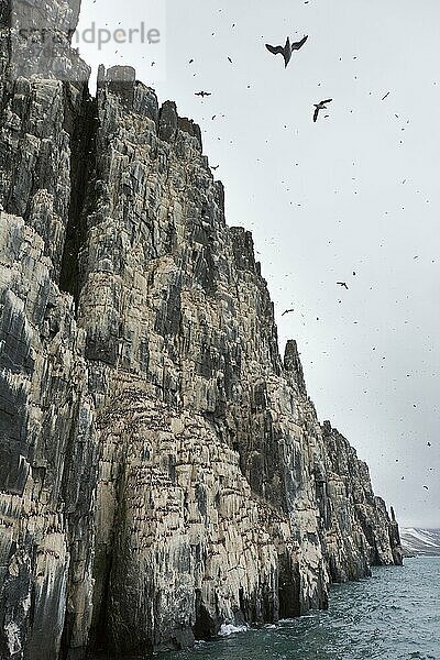 Alkefjellet  Seeklippe  die eine Seevogelkolonie von Dickschnabellummen (Uria lomvia) und Trottellummen bei Hinlopenstretet beherbergt  Svalbard  Norwegen  Europa